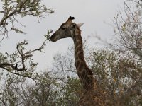 Marion, Romane South Africa 2014 (2 of 63) : KNP Skukuza area, Marion visit